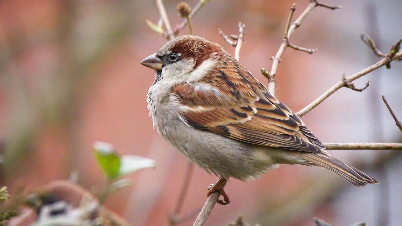 5 Arti Burung Pipit Masuk Rumah Menurut Primbon Jawa, Jangan Diusir