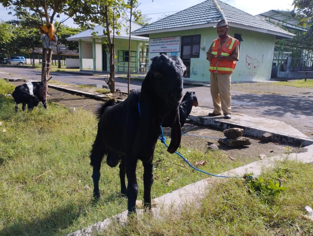 BREAKING-NEWS-DPP-Kulon-Progo-Tutup-pasar-Hewan-Pengasih-Selama-14-Hari.jpg