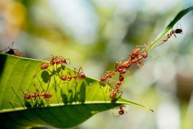 Cara-Mengusir-Semut-di-Tanaman-Hias-Menggunakan-Bahan-Alami-yang-Aman.jpg