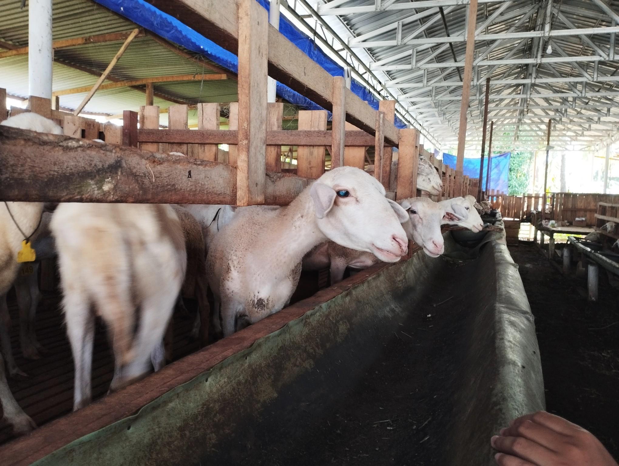 Deretan-kambing-di-sebuah-peternakan-Senin-03062024.jpg