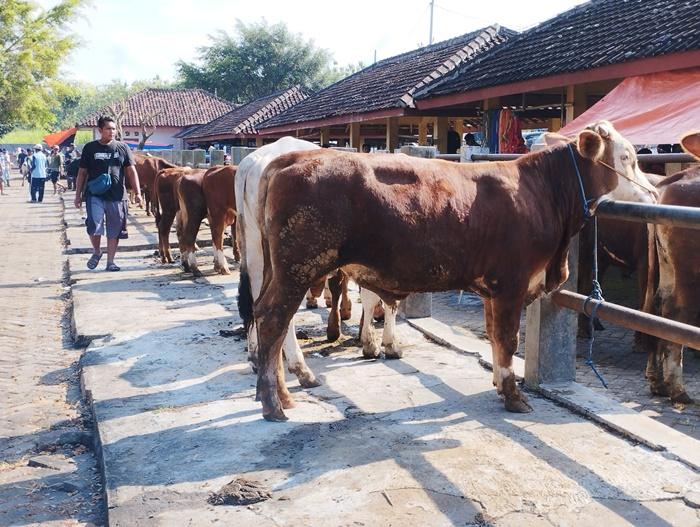 Deretan-sapi-yang-dijual-di-Pasar-Hewan-Siyono-Harjo-Gunungkidul.jpg