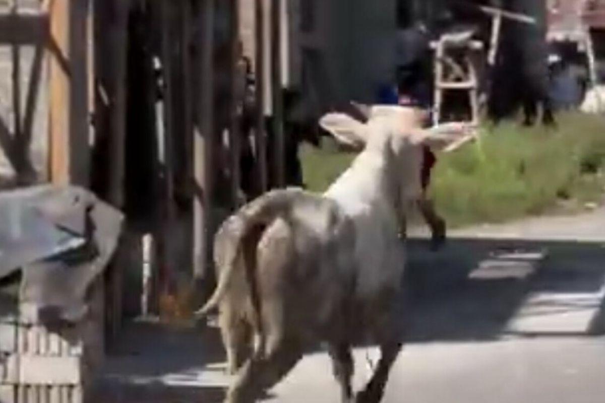 Drama-Sapi-Kurban-Lepas-di-Bantul-DI-Yogyakarta-Si-Jantan-Luluh-Gara-gara-Betina.jpg