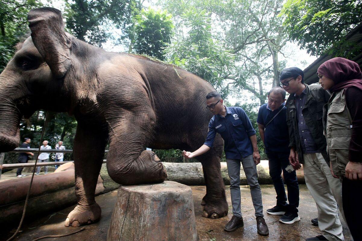GL-Zoo-Jadi-Kandidat-Kuat-Pengelola-Baru-Bandung-Zoo-Bersaing-dengan-Taman-Safari-dan-Faunaland.jpg