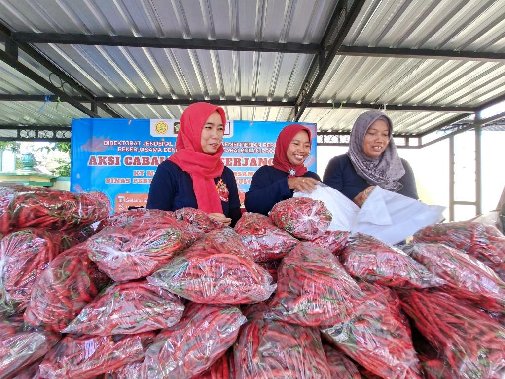 Hasil Panen Cabai di Kulon Progo Turun 30 Persen di 2025, Cuaca Ekstrem Jadi Pemicunya