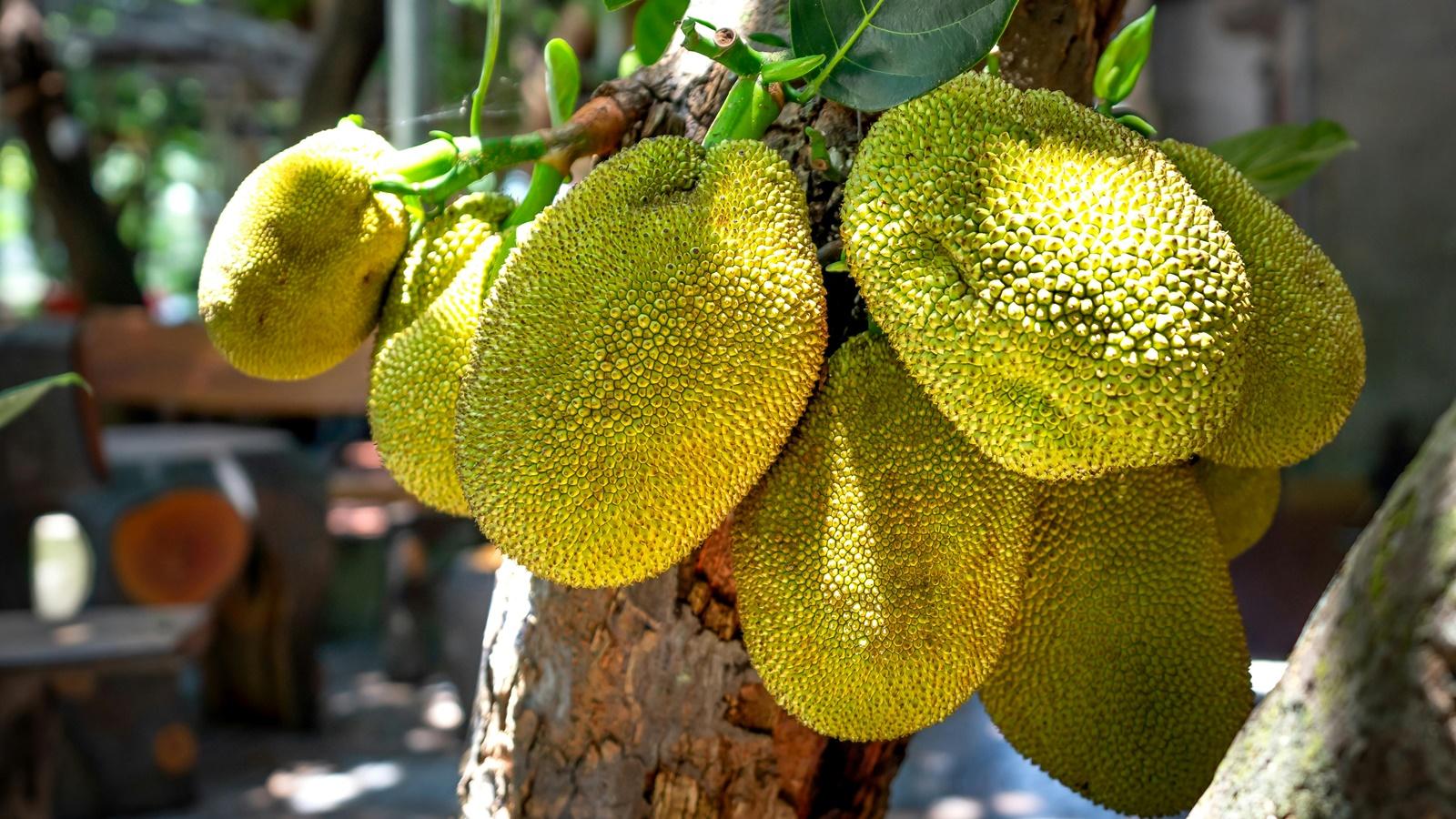 ILUSTRASI-FOTO-Buah-nangka-di-pohon.jpg