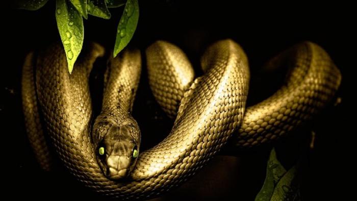 Ogil bola yaqindan vaginal oqishni yalaydi Miku hatsune porno video