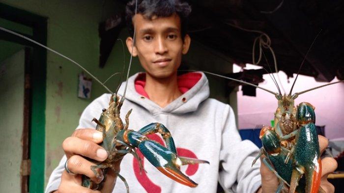 Ide-Usaha-Budi-Daya-Lobster-Air-Tawar-di-Pemukiman-Padat-Penduduk.jpg