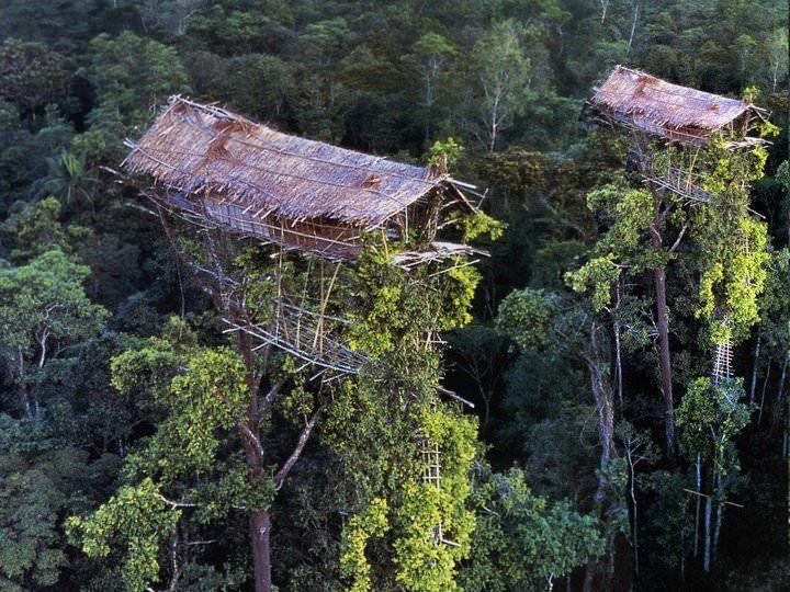 Ilustrasi-Rumah-Pohon-Suku-Korowai-Pedalaman-Papua.jpg