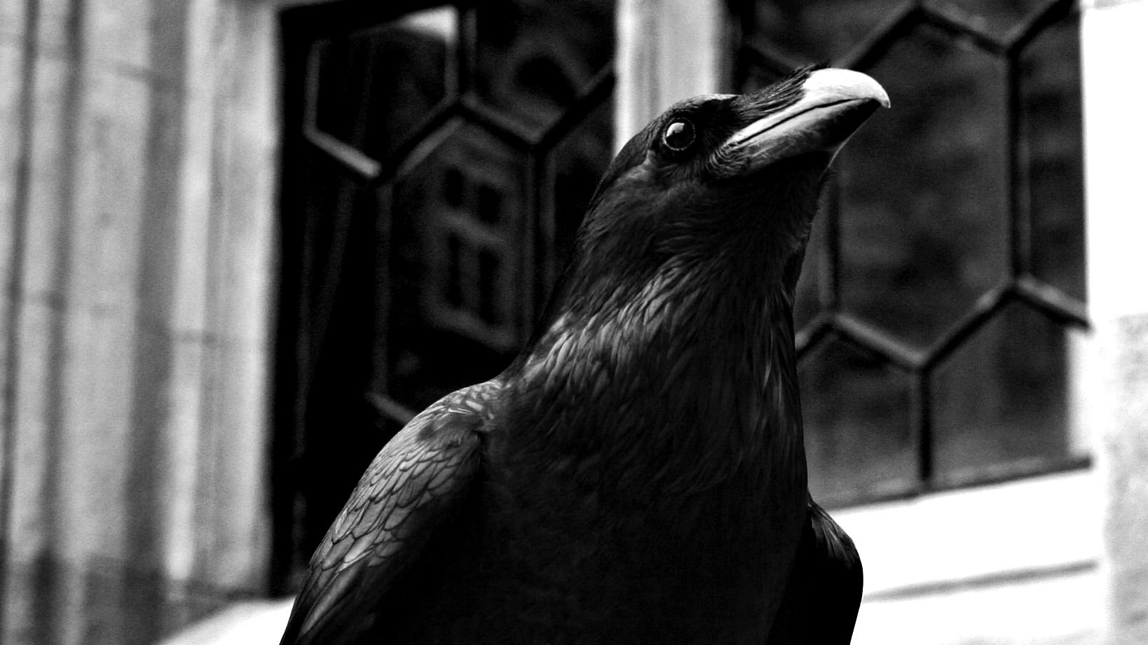 Ilustrasi-foto-burung-gagak-suara-burung-gagak-Part-2.jpg