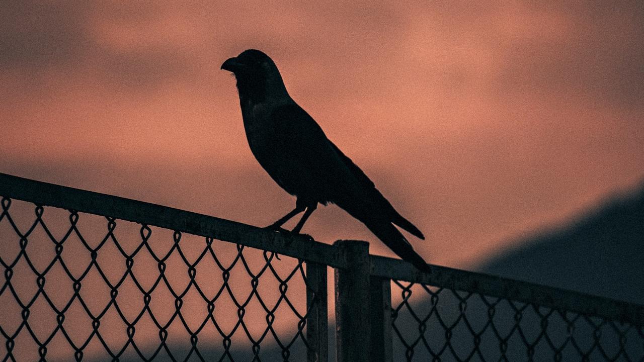 Ilustrasi-foto-burung-gagak-suara-burung-gagak-Part-3.jpg