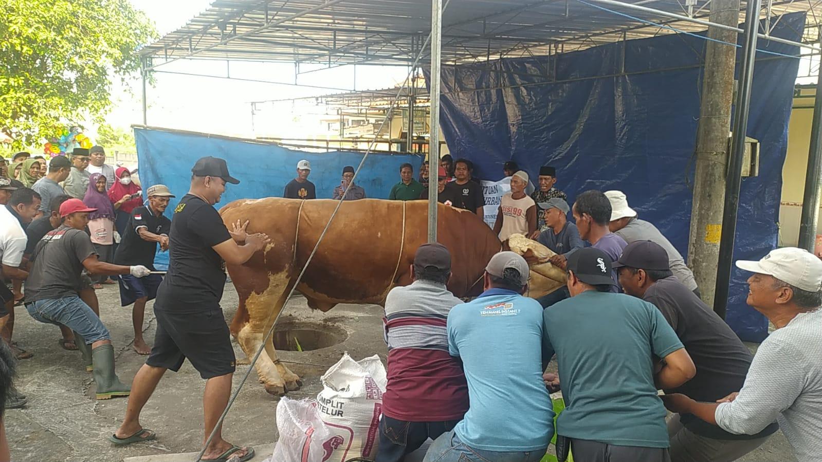 Joni-Anggoro-Sapi-kurban-Presiden-Prabowo-Subianto-di-Masjid-Al-Husna-Tempel-Sleman.jpg