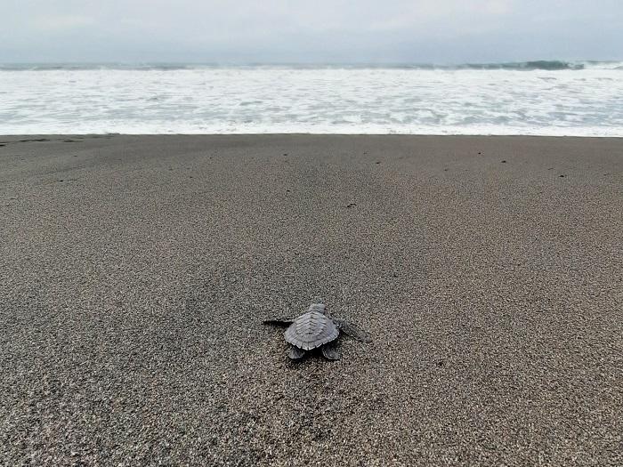 Jumlah Sarang Penyu di Pantai Bugel Kulon Progo Berkurang, Terdampak Abrasi Pantai