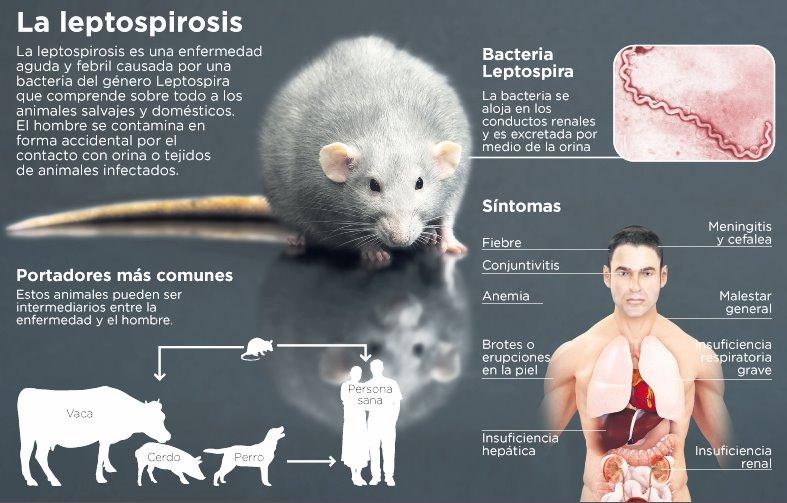 Kematian-Akibat-Serangan-Virus-Tikus-di-Klaten-Tembus-18-Kasus-Leptospirosis.jpg