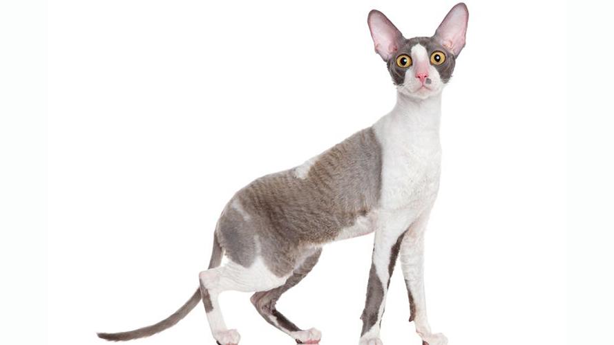 Kucing-jenis-Cornish-rex.jpg