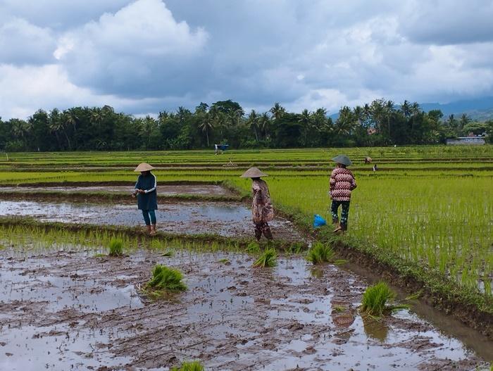 Musim-tanam-padi-di-Kulon-Progo-27102025.jpg