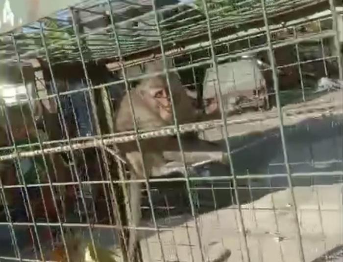 Genteng Rumah Warga di Gunungkidul Rusak Akibat Serangan Monyet Ekor Panjang