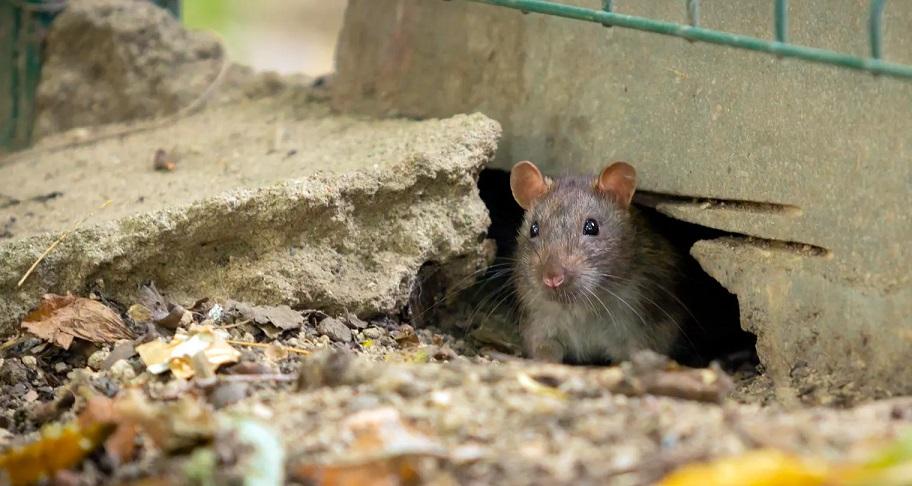 Perburuan-Tikus-Pembawa-Bakteri-Leptospira-di-Kota-Yogyakarta-leptospirosis.jpg