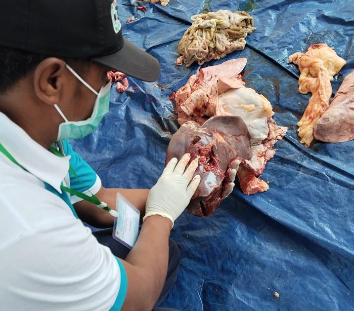 Petugas-tim-kesehatan-hewan-DKPP-Klaten-periksa-organ-hati-hewan-kurban.jpg