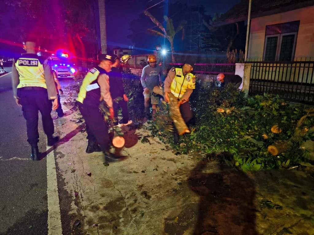 Pohon Mahoni di Gamping Tumbang Timpa Pengendara, Dua Orang Luka - Tribunjogja.com