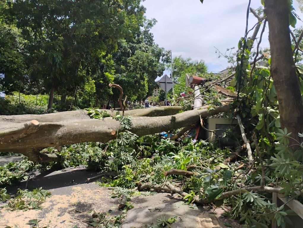 Pohon-Raksasa-Tumbang-di-Komplek-Kampus-UGM-2-Orang-Tewas-Tertimpa-Randu-Alas.jpg