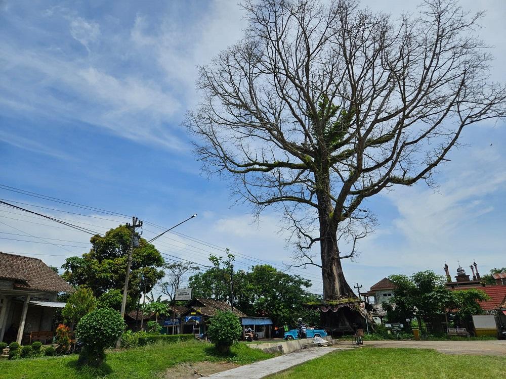Pohon-Randu-Alas-Berusia-2-Abad-Magelang.jpg