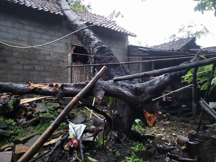 Pohon-tumbang-timpa-rumah-di-Sedayu-Bantul-1212026.jpg