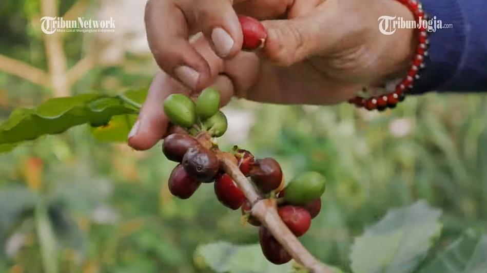 WISATA Kebun Kopi di Lereng Merapi, Ikut Panen dan Olah Biji, Baru ...
