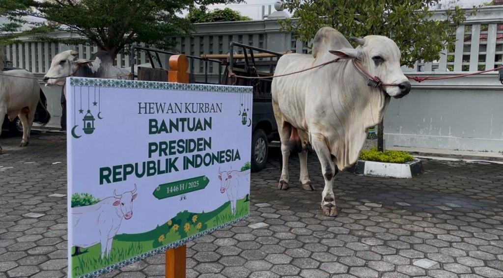 Berburu 'Jagoan' Sapi Kurban Presiden dari 5 Kabupaten/Kota di DIY