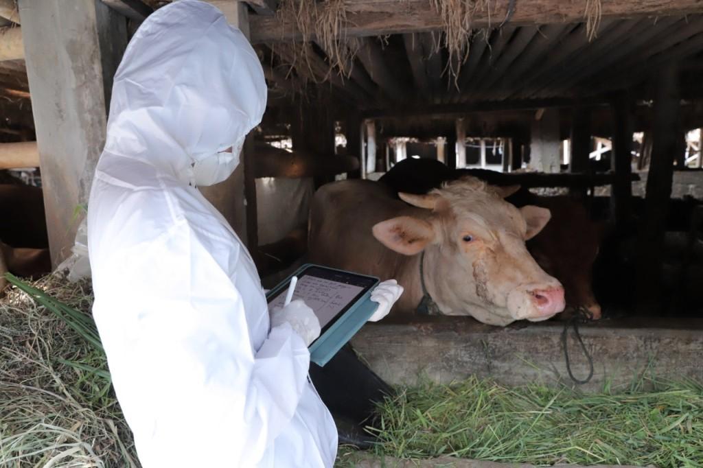 Satgas FKH UGM Bantu Pemeriksaan Hewan Ternak Terpapar PMK di Ngemplak Sleman