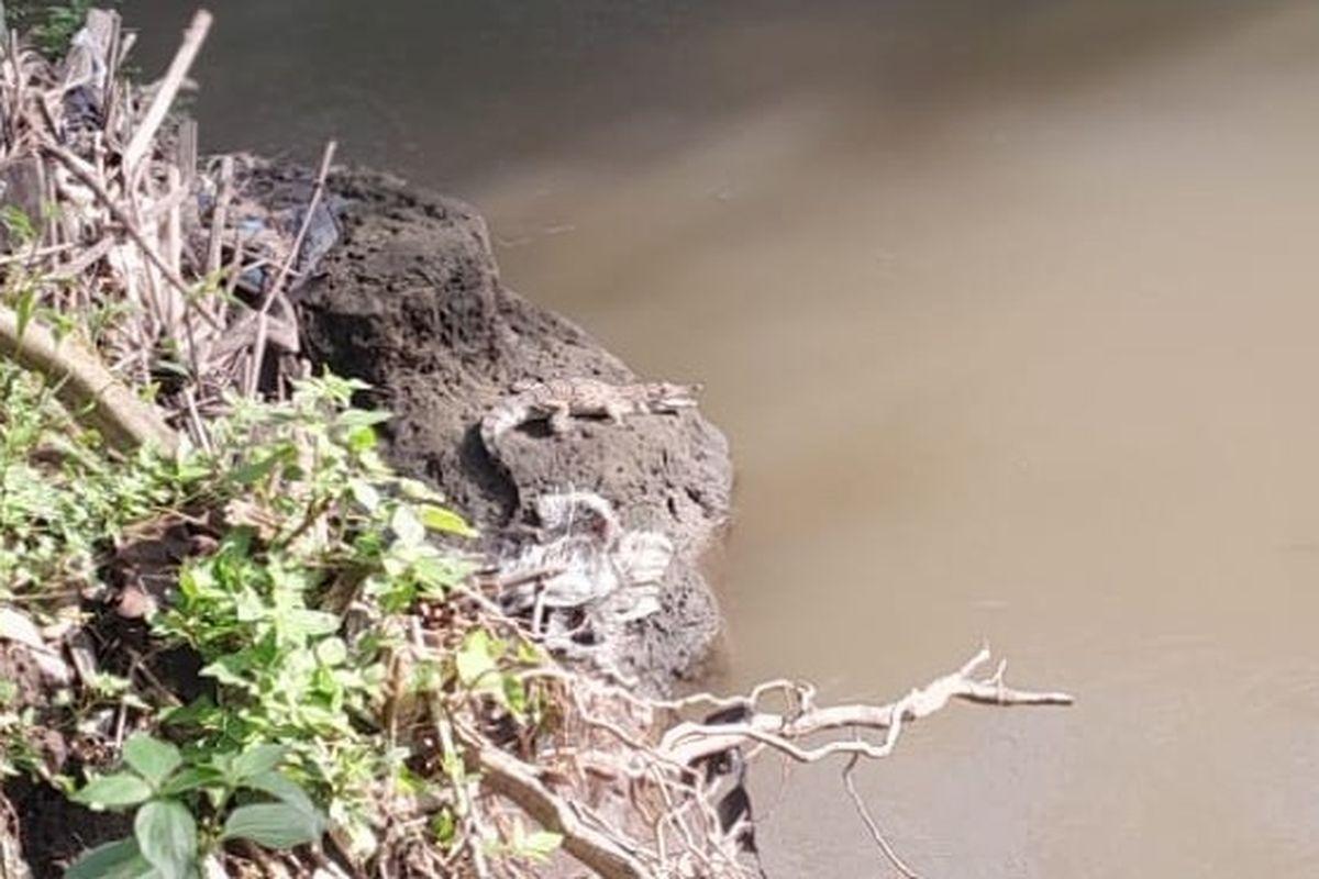 Seekor-Buaya-Muncul-di-Sungai-Opak-Bantul-Berhasil-Diamankan-Petugas-Damkar.jpg