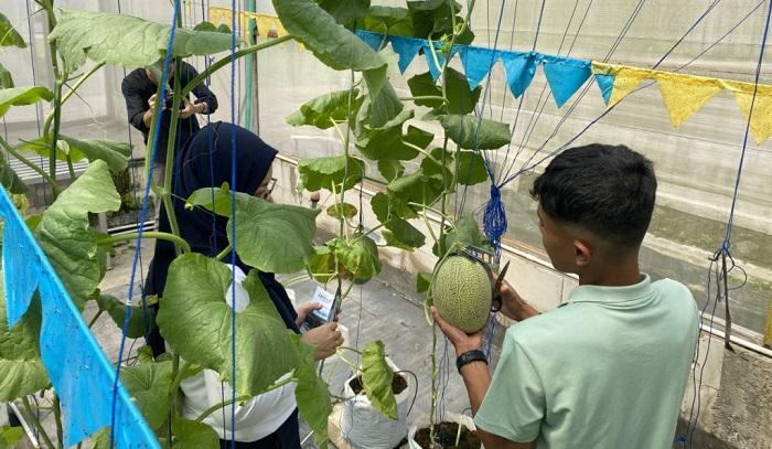 Tim-UGM-Lakukan-Penelitian-Budidaya-Melon-Premium-Hidroponik-di-Kulon-Progo.jpg