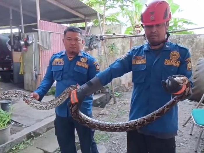 Ular Sanca Sepanjang 3 Meter Ditemukan di Kantor Disbud Kulon Progo Bersama 26 Telur