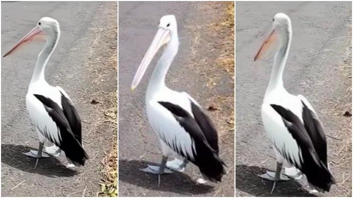 VIRAL-Burung-Pelikan-Kacamata-Lepas-di-Kota-Batu-Bikin-Heboh-Jalanan-jalan-di-Dekat-Jatim-Park-2.jpg