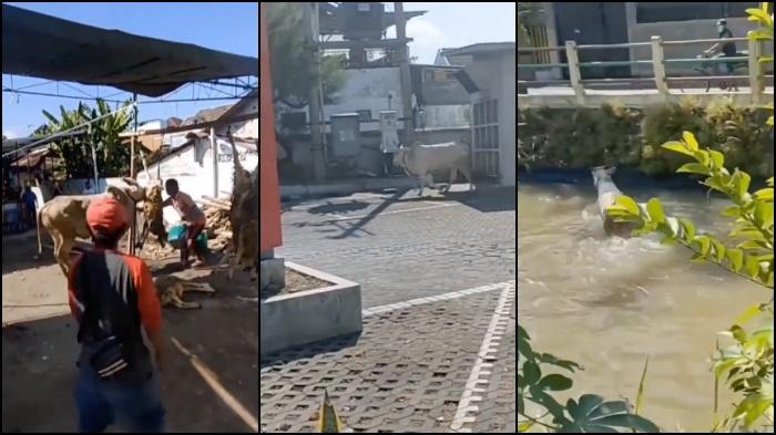 VIRAL Medsos, Sapi di Magelang Kabur ke Supermarket Sampai Kecebur Kali, Netizen: Kasihan