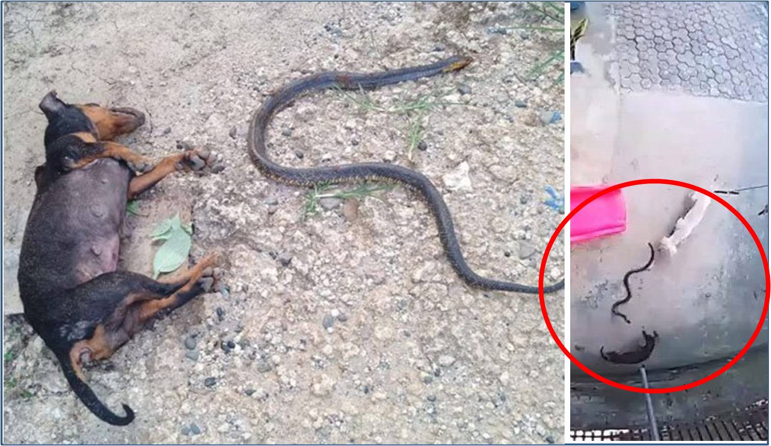 anjing-mati-diserang-ular-kobra.jpg