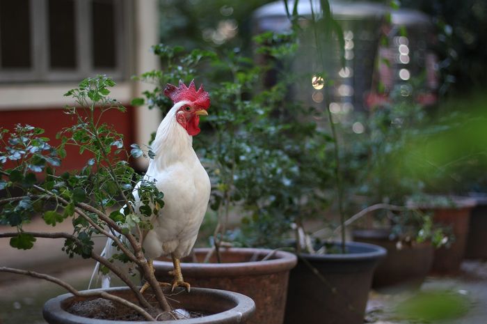 arti-mimi-menangkap-ayam-putih.jpg
