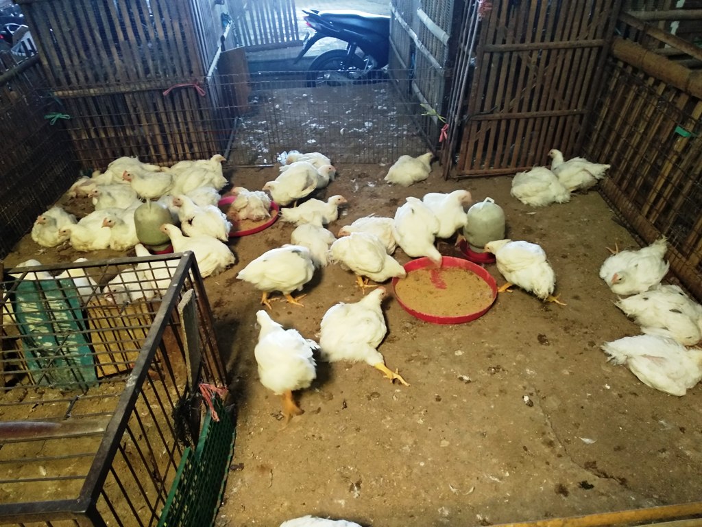 ayam-broiler-yang-belum-terjual-di-pasar-terban-yogyakarta.jpg