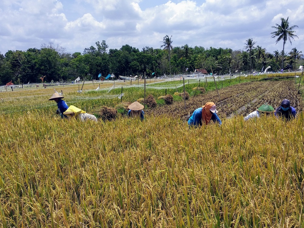 bisa-tambah-pendapatan-dpp-gunungkidul-pertimbangkan-wisata-pertanian.jpg