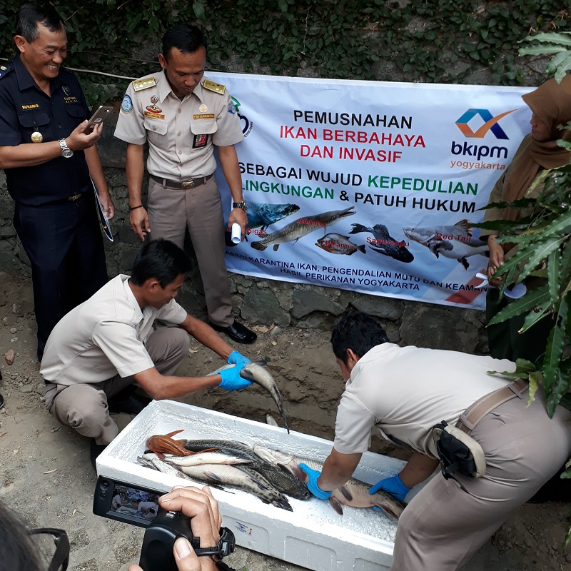 BKIPM Yogyakarta Musnahkan Ikan Predator Berbahaya dengan Minyak Cengkeh