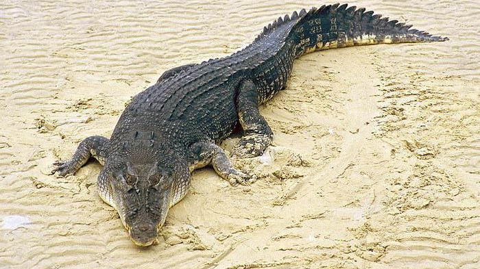 buaya-air-asin-crocodylus-porosus.jpg