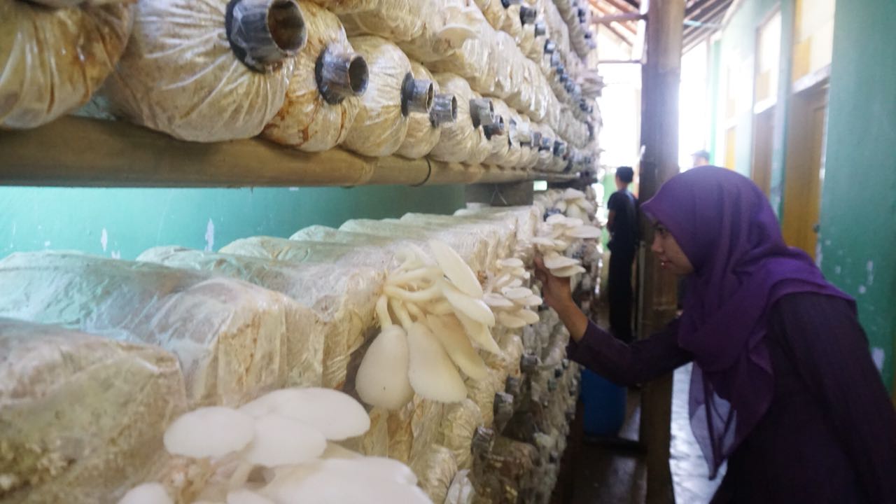 budidaya-jamur-untuk-gaji-guru_20180309_171940.jpg