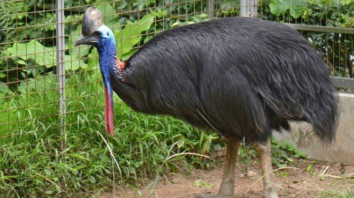 burung-kasuari.jpg