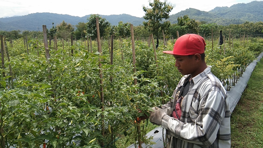 cabai-Kecamatan-Gantiwarno-Kabupaten-Klaten-Selasa-922022.jpg