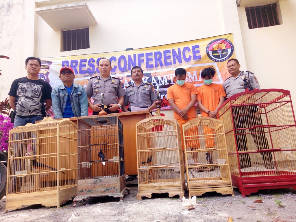 Curi 5 Burung Murai Senilai Rp58 juta,2 Pemuda Asal Sleman Diciduk Polisi