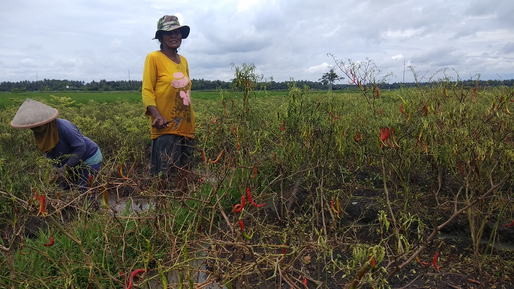 diduga-karena-dipengaruhi-faktor-cuaca-harga-cabai-rawit-merah-di-bantul-meroket.jpg