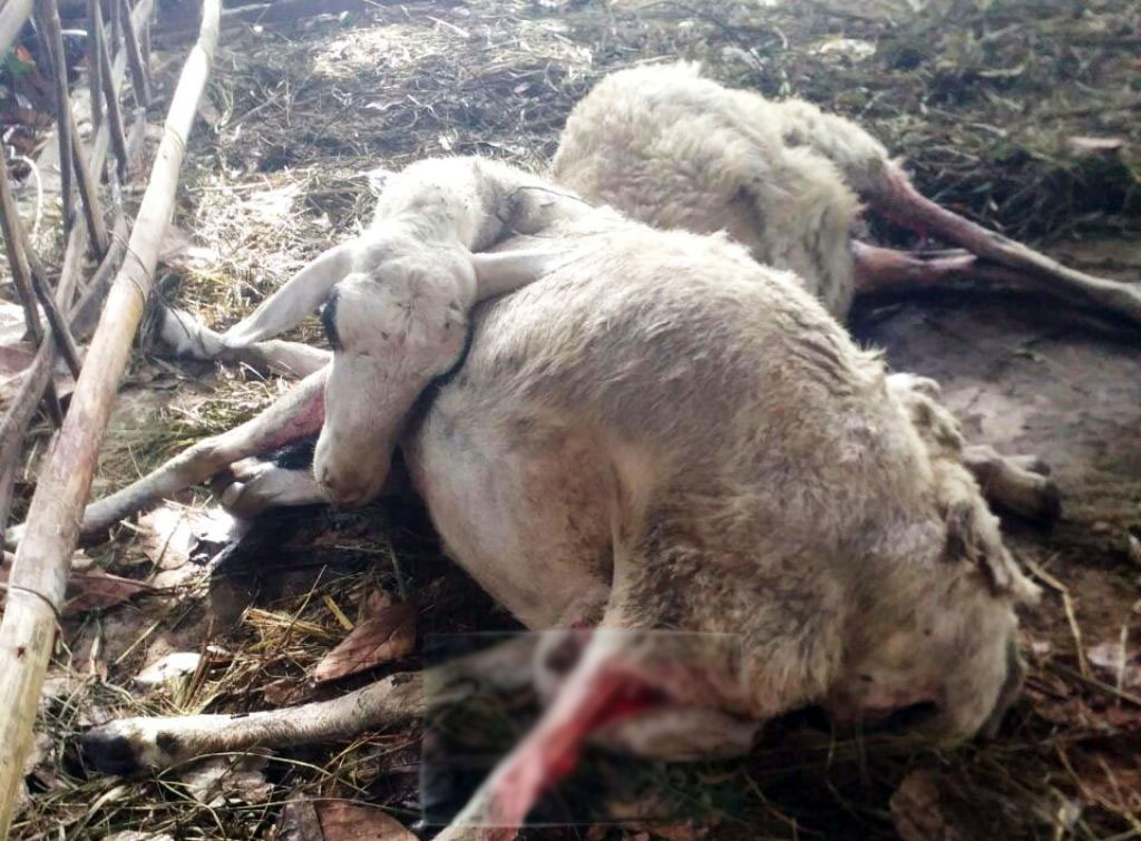 domba-milik-warga-yang-menjadi-korban-serangan-predator-misterius_20171218_144859.jpg