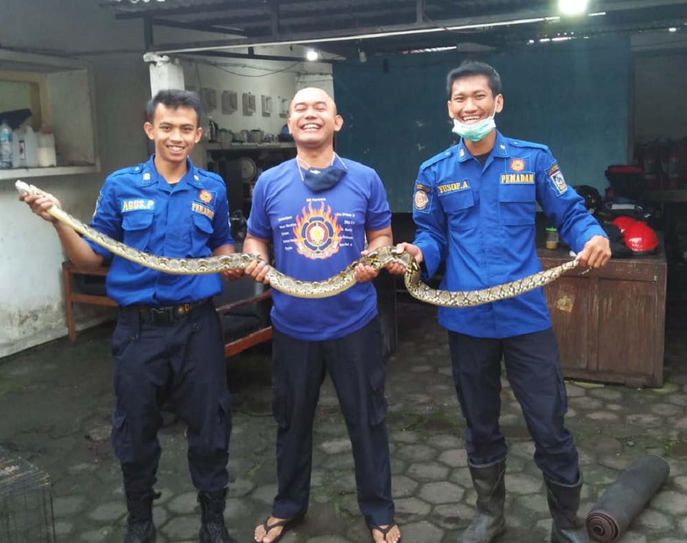dua-bulan-17-ular-dievakuasi-dari-pekarangan-dan-rumah-warga-sleman.jpg