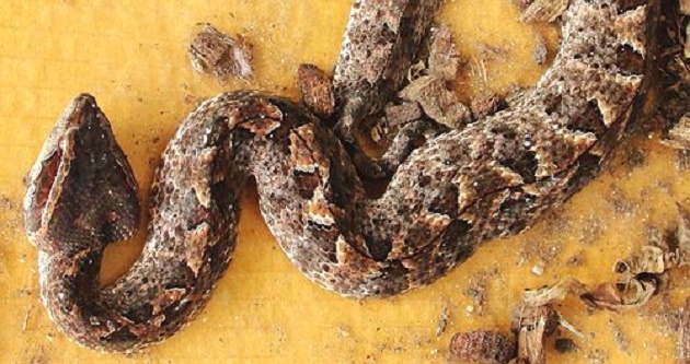 Ota qiziga karta oyinida yutqazdi Yetuk oyoq fetishi onlayn