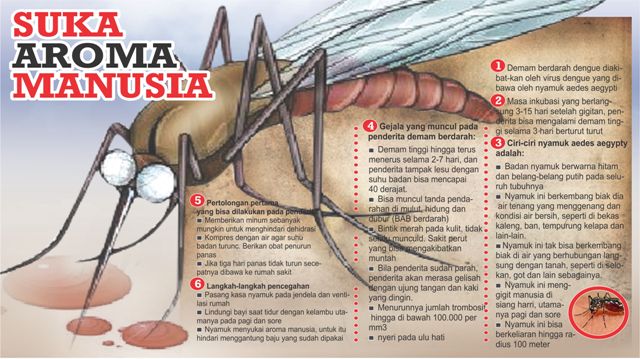 grafis-ilustrasi-demam-berdarah-dengue.jpg