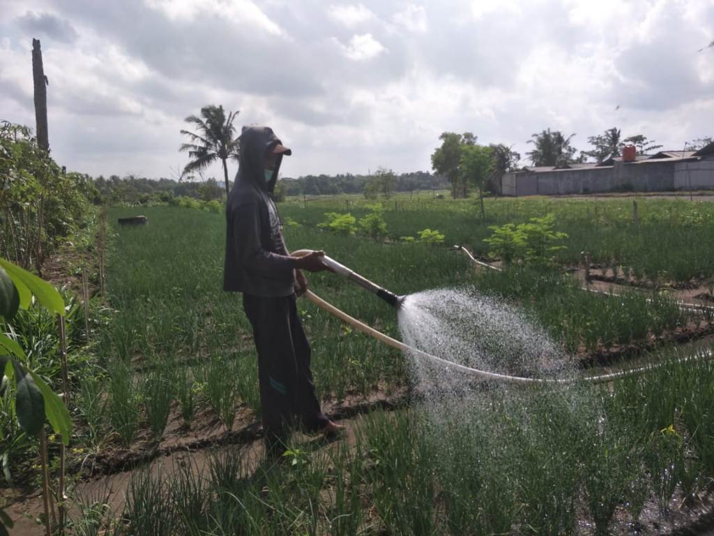 harga-sedang-tinggi-petani-bawang-merah-di-bantul-sumringah.jpg